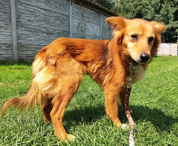 Dwa psy ze schroniska w Mieleszynie czekają na adopcję