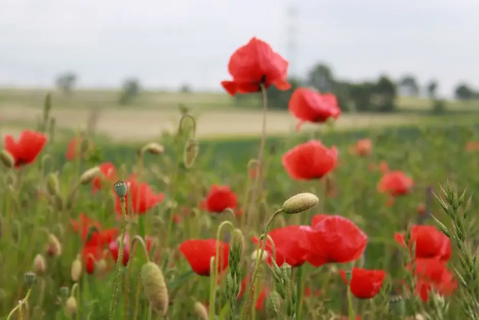 Dożynki Gminne w Rejowcu – święto plonów już 29 sierpnia