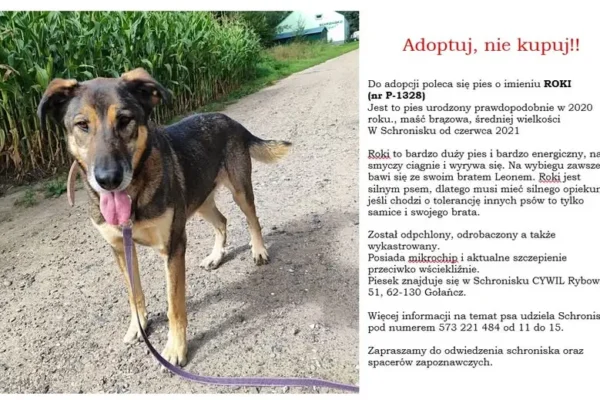 Adoptuj, nie kupuj! Roki, Jumi, Rufus i Lesia czekają na nowy dom