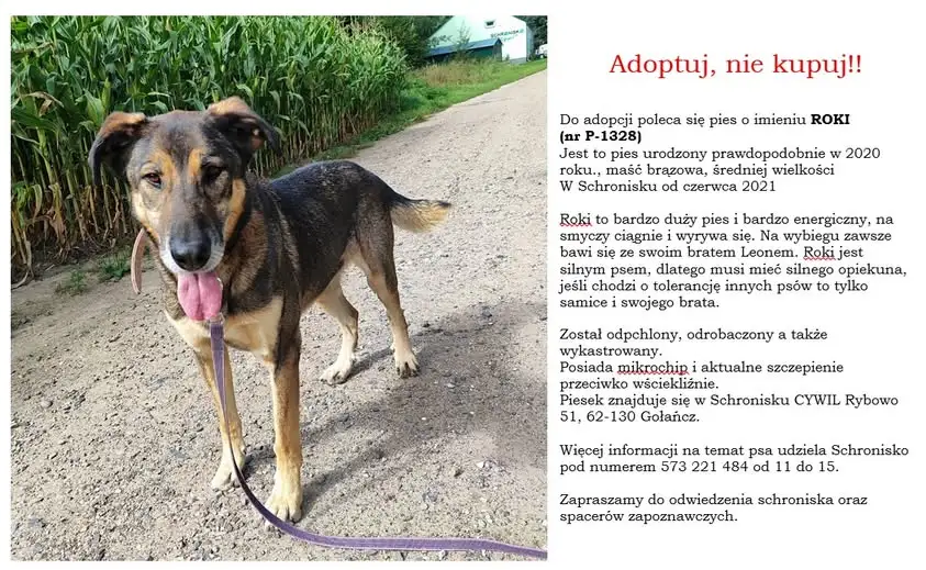 Adoptuj, nie kupuj! Roki, Jumi, Rufus i Lesia czekają na nowy dom