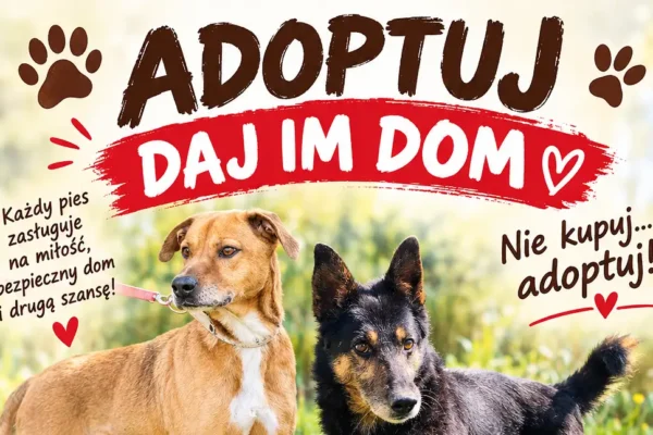 Gmina Damasławek zachęca do adopcji psów ze schroniska w Rybowie